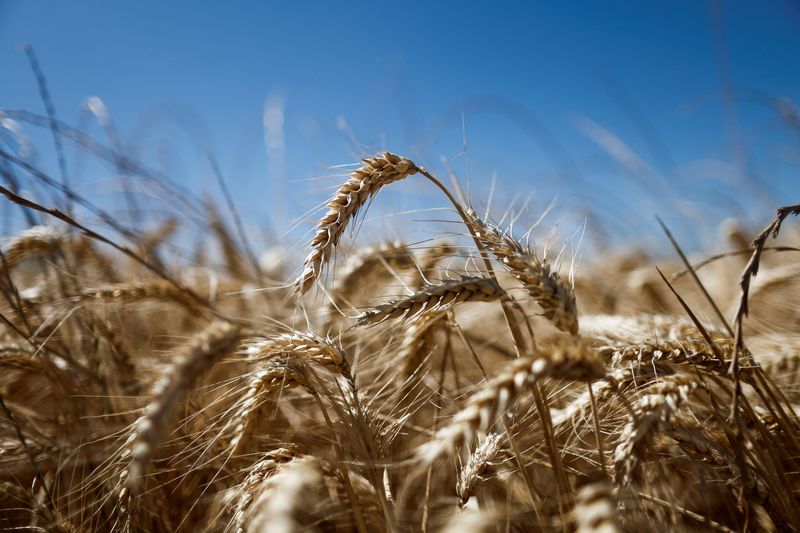 &copy; Reuters. Plantação de trigo na frança. REUTERS/Benoit Tessier