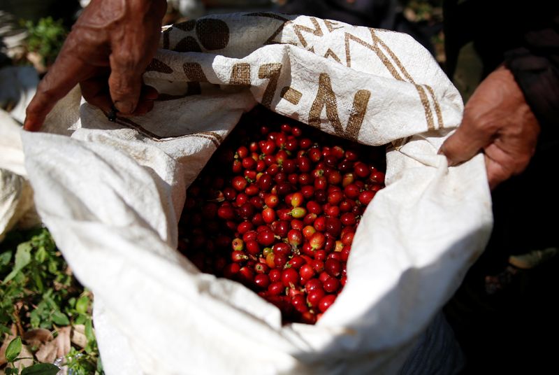 &copy; Reuters. Café arábica sendo colhido. REUTERS/Darren Whiteside