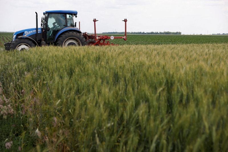 © Reuters. FILE PHOTO: A field of winter wheat is pictured outside Bashtanka, Mykolaiv region, as Russia's attacks on Ukraine continue, Ukraine June 9, 2022. REUTERS/Edgar Su/File Photo