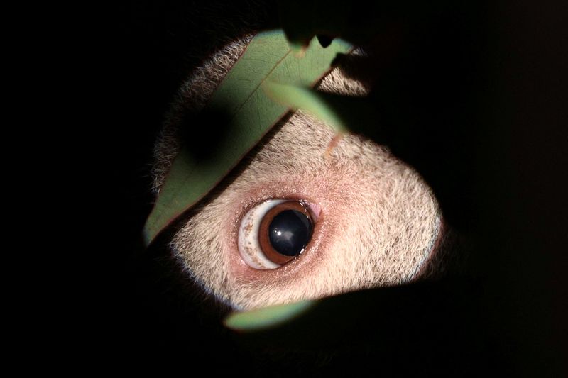 &copy; Reuters. أحد خيوانات الكوالا الذي تم إنقاذه يعالج من التهاب في العين في عيادة بيطرية في سيدني بأستراليا في صورة من أرشيف رويترز.