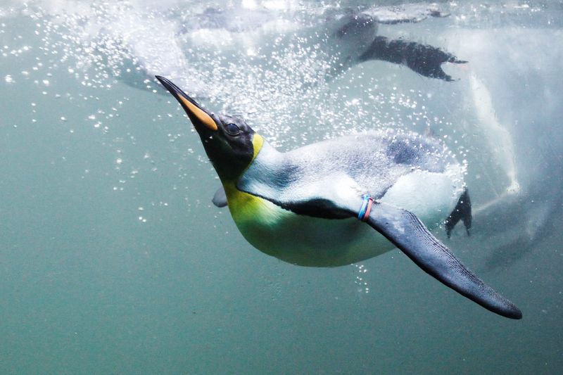 &copy; Reuters. FILE PHOTO: A king penguin swims in a pool at the zoo in Zurich August 15, 2012. REUTERS/Michael Buholzer/File Photo