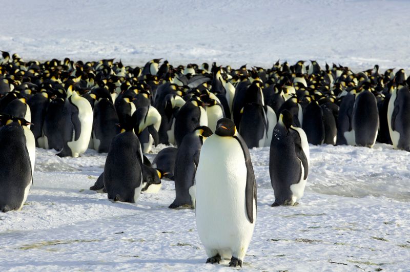 &copy; Reuters. FILE PHOTO: Emperor penguins are seen in Dumont d'Urville, Antarctica April 10, 2012. REUTERS/Martin Passingham/File Photo