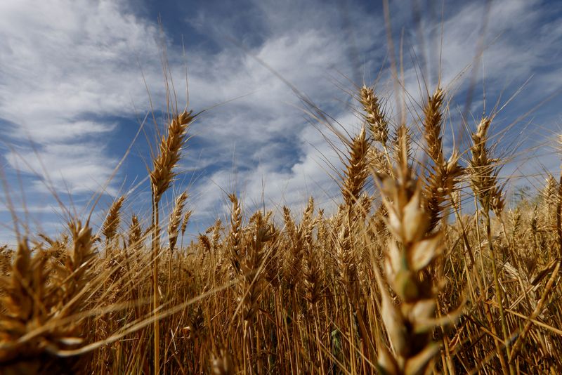 &copy; Reuters. Plantação de trigo no Brasil. REUTERS/Rodolfo Buhrer/File Photo