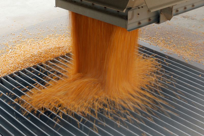 &copy; Reuters. Produção de milho em Dixon, Nebraska, nos Estados Unidos 
19/07/2022
REUTERS/Lucas Jackson/File Photo