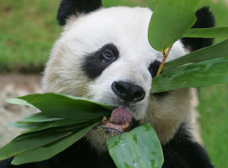 &copy; Reuters. آن آن دب الباندا في صورة من أرشيف رويترز.