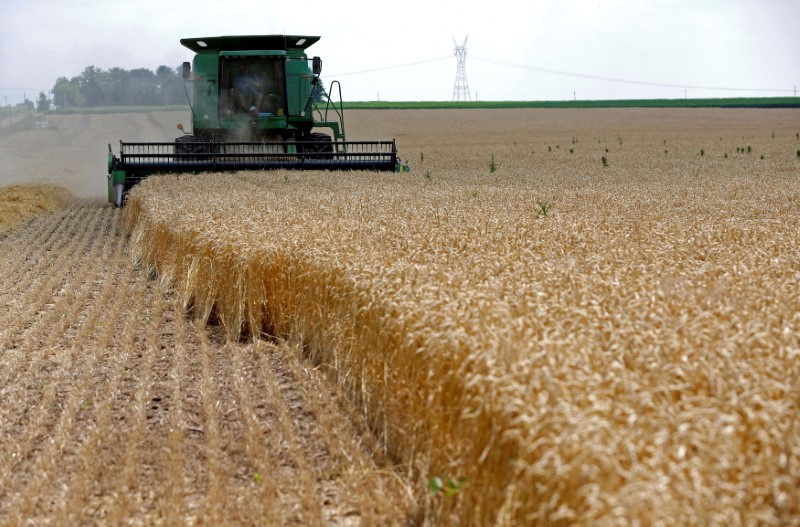 &copy; Reuters. Imagen de archivo de una cosechadora pasando por encima de espigas de trigo rojo suave de invierno durante la cosecha en una granja en Dixon, Illinois, Estados Unidos. 16 de julio, 2013. REUTERS/Jim Young/Archivo