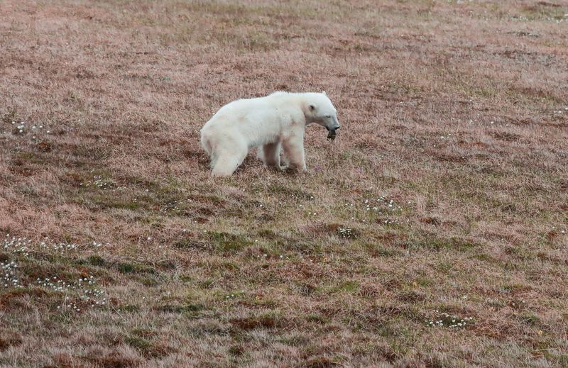 &copy; Reuters. Ursa polar que prendeu a língua em lata caminha no assentamento ártico de Dikson, na Rússia
21/07/2022 Serviço de Imprensa de Nornickel/Divulgação via REUTERS