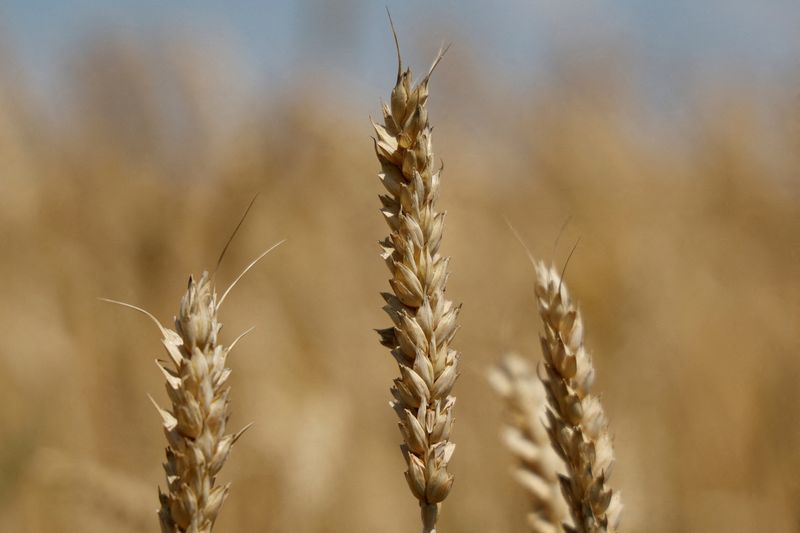 &copy; Reuters. FILE PHOTO: Ears of wheat are seen in a field of farmer Mykola Tereshchenko, as Russia's attack on Ukraine continues, in the village of Khreshchate, in Chernihiv region, Ukraine July 5, 2022.  REUTERS/Valentyn Ogirenko