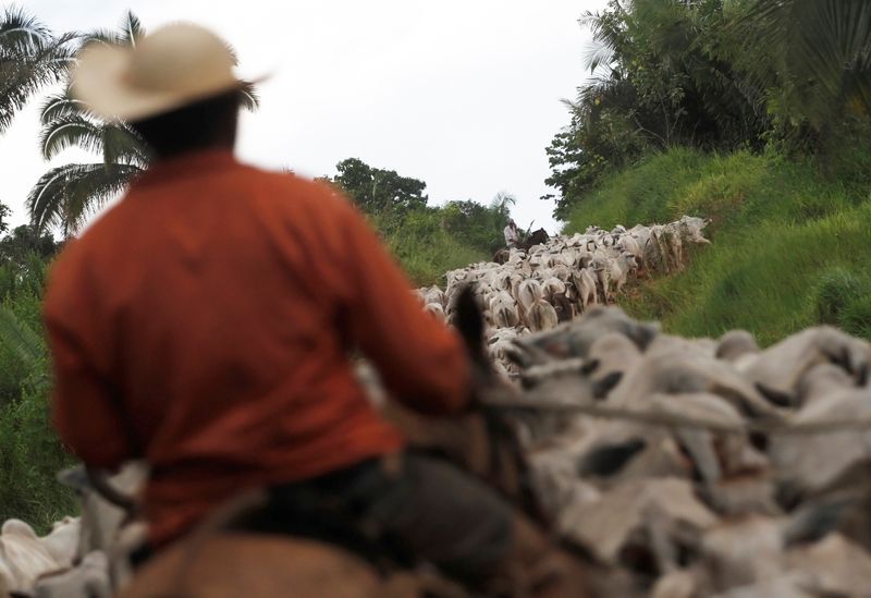 &copy; Reuters. Trabalhador toca o gado no interior do Brasil. REUTERS/Nacho Doce

