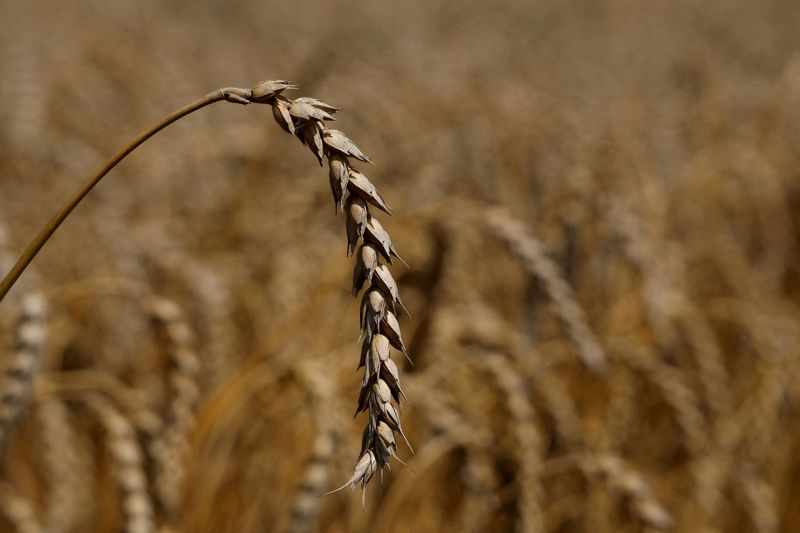 Los precios del trigo suben al peligrar el pacto de exportación de Ucrania tras el ataque con misiles