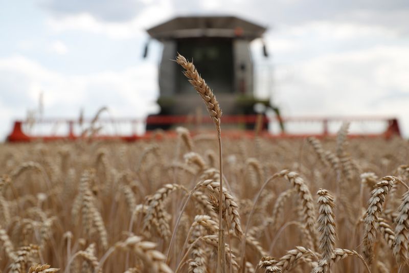 © Reuters. Colheitadeira em um campo de trigo perto da aldeia de Hrebeni na região de Kiev, Ucrânia
17/07/2020
REUTERS/Valentyn Ogirenko/Archivo