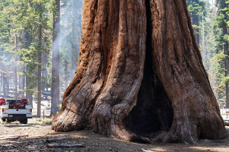 &copy; Reuters. A giant sequoia in the Mariposa Grove remains unscathed in the Washburn Fire that is burning in Yosemite National Park near Wawona, California, U.S. July 11, 2022.  REUTERS/Tracy Barbutes