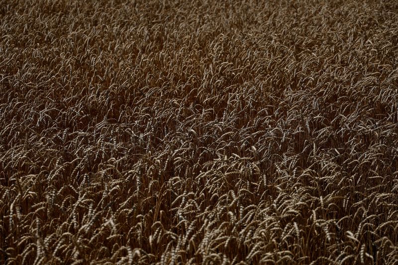 © Reuters. FILE PHOTO: Wheat field is seen in the village of Zhurivka, as Russia's attack on Ukraine continues, Ukraine July 23, 2022.  REUTERS/Valentyn Ogirenko