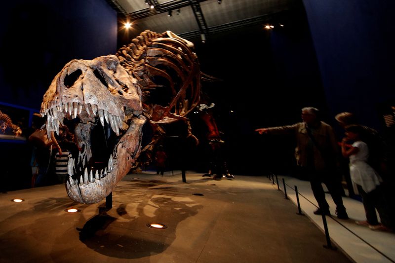 &copy; Reuters. FILE PHOTO: Visitors look at a 67 million year-old skeleton of a Tyrannosaurus Rex dinosaur, named Trix, during the first day of the exhibition "A T-Rex in Paris" at the  French National Museum of Natural History in Paris, France, June 6, 2018.  REUTERS/P