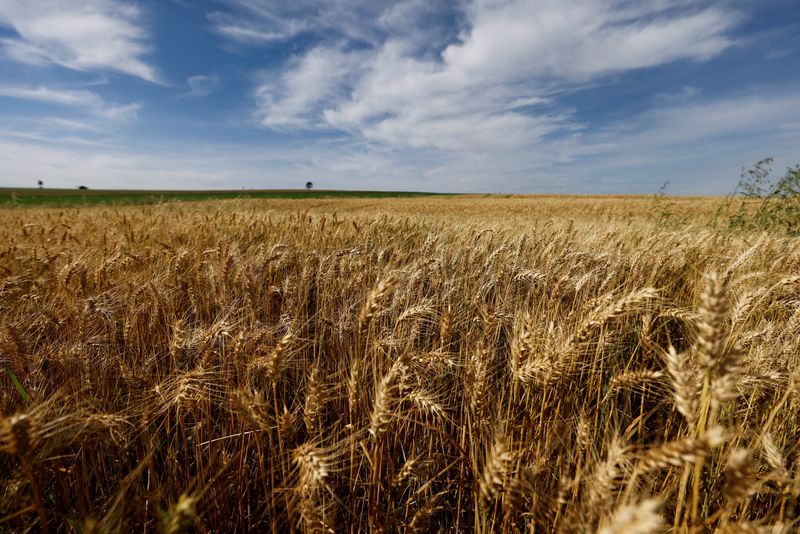 &copy; Reuters. Plantação de trigo no Brasil. REUTERS/Rodolfo Buhrer/File Photo