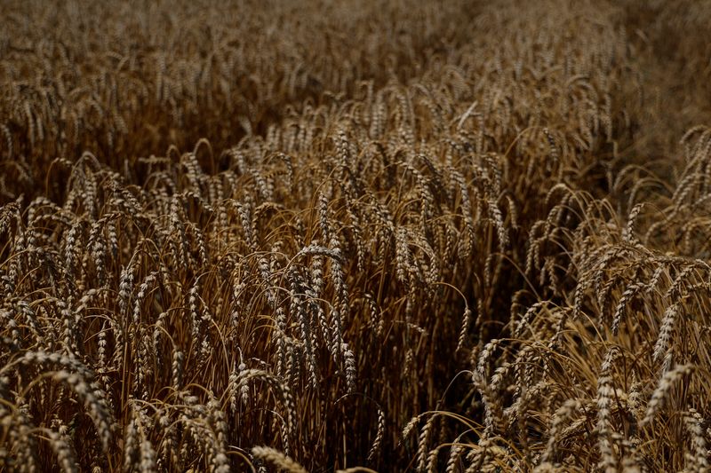 &copy; Reuters. FILE PHOTO: Wheat field is seen in the village of Zhurivka, as Russia's attack on Ukraine continues, Ukraine July 23, 2022.  REUTERS/Valentyn Ogirenko