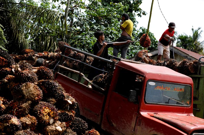 &copy; Reuters. Trabalhadores transportam palma na Indonésia. REUTERS/Willy Kurniawan/File Photo