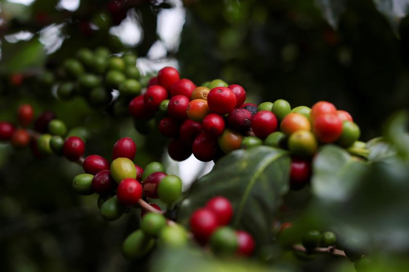 &copy; Reuters. Imagen de archivo de cerezas de café en un árbol en la plantación del Instituto Biológico en Sao Paulo, Brasil. 8 de mayo, 2021. REUTERS/Amanda Perobelli/Archivo