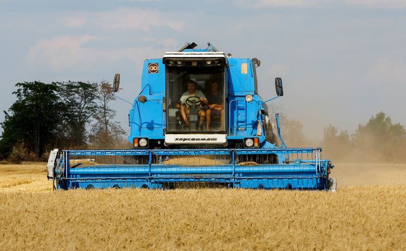 &copy; Reuters. Dos hombres cosechan trigo en la región de Jersón