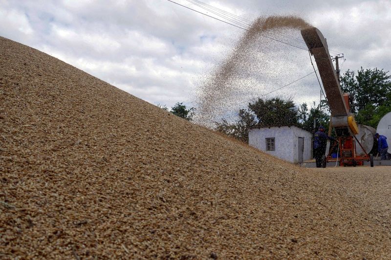 &copy; Reuters. FILE PHOTO: Workers store grain at a terminal during barley harvesting in the Odesa region, Ukraine June 23, 2022.  REUTERS/Igor Tkachenko/File Photo