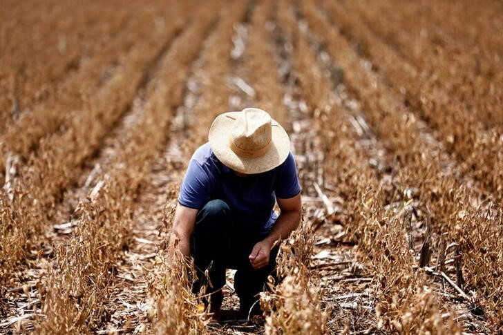 &copy; Reuters. IMAGEN DE ARCHIVO. Anderson Soletti revisa su plantación de soja afectada por la sequía, en Espumoso, estado de Rio Grande do Sul, Brasil, 10 de enero de 2022. REUTERS/Diego Vara