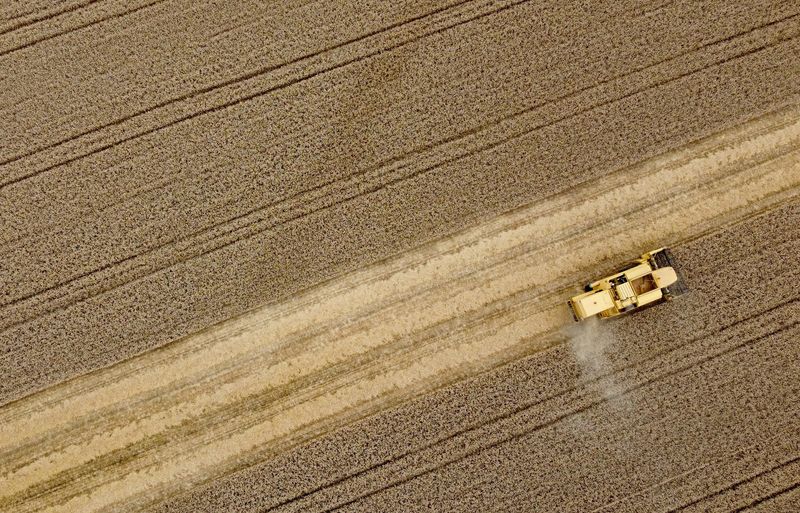 &copy; Reuters. Lavoura de trigo
28/07/2022
REUTERS/Yves Herman