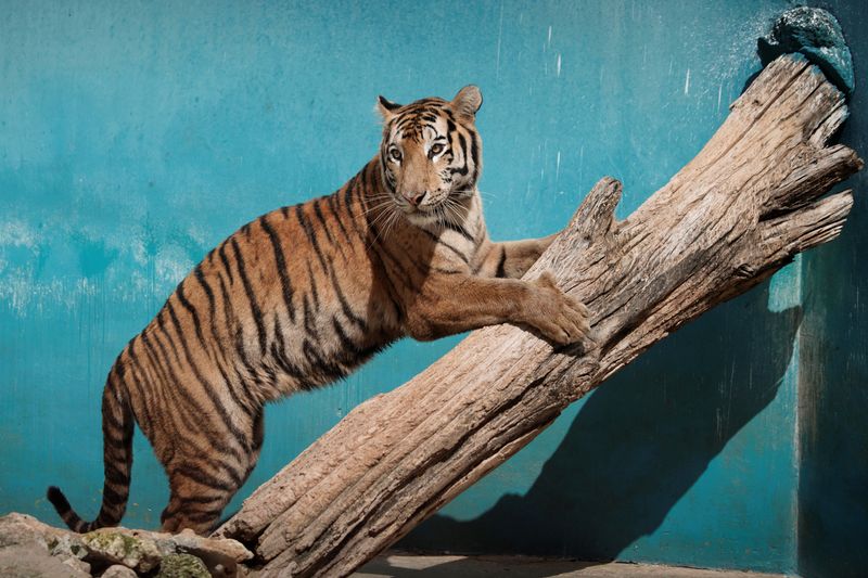 &copy; Reuters. FOTO DE ARCHIVO-Una tigresa de Bengala llamada Fiona juega en el zoológico de La Habana, Cuba. 27 de octubre de 2021. REUTERS/Alexandre Meneghini