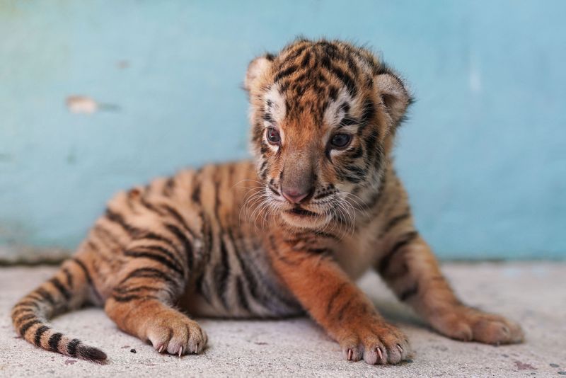 © Reuters. Un cachorro de tigre de Bengala, en el zoológico de La Habana, Cuba. 29 de julio de 2022. REUTERS/Alexandre Meneghini