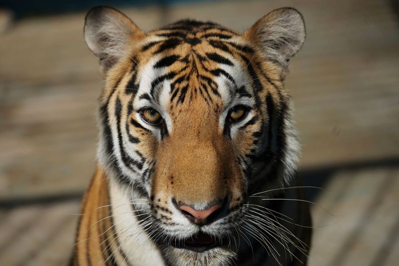 &copy; Reuters. نمر بنغالي في حديقة الحيوان الوطنية في هافانا يوم الجمعة. تصوير: الكسندر منينجيني - رويترز. 