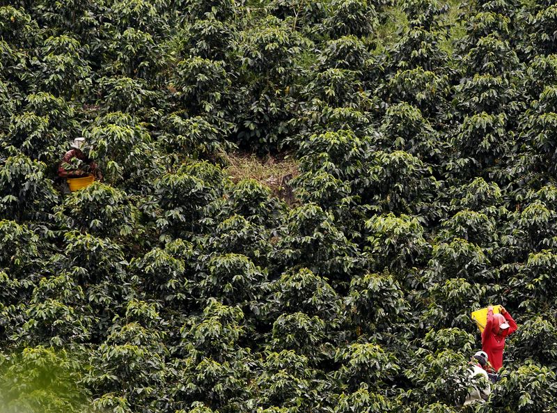 &copy; Reuters. Cafezal em Quindio
12/08/2011
REUTERS/Jose Miguel Gomez