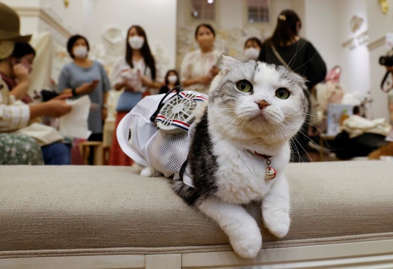 Hot dogs - and cats - get wearable fans to beat Japan's scorching summer