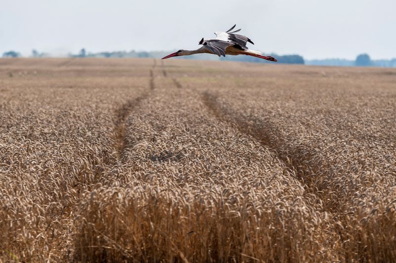 &copy; Reuters. A stork flies over a wheat field near the village of Tomylivka, as Russia's attack on Ukraine continues, in Kyiv region, Ukraine August 1, 2022.  REUTERS/Viacheslav Ratynskyi
