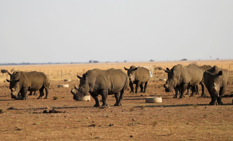 الصيد الجائر يقضي على مزيد من حيوانات وحيد القرن في جنوب أفريقيا