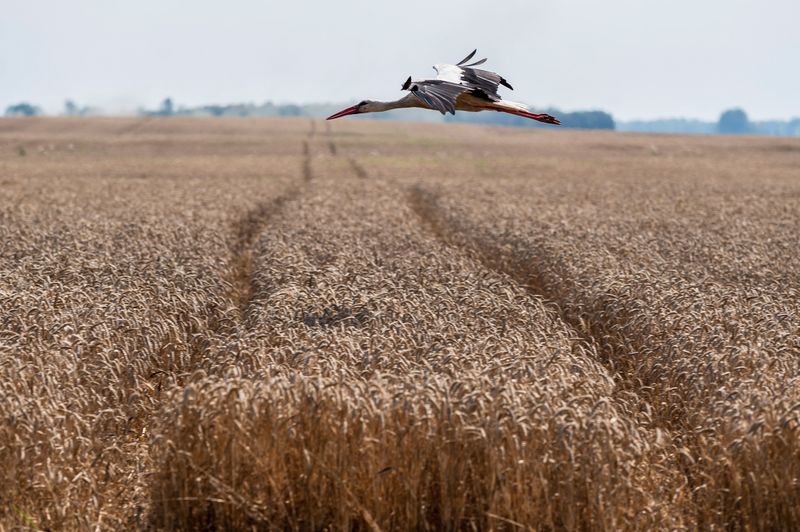 &copy; Reuters. Plantação de trigo na Ucrânia.  REUTERS/Viacheslav Ratynskyi