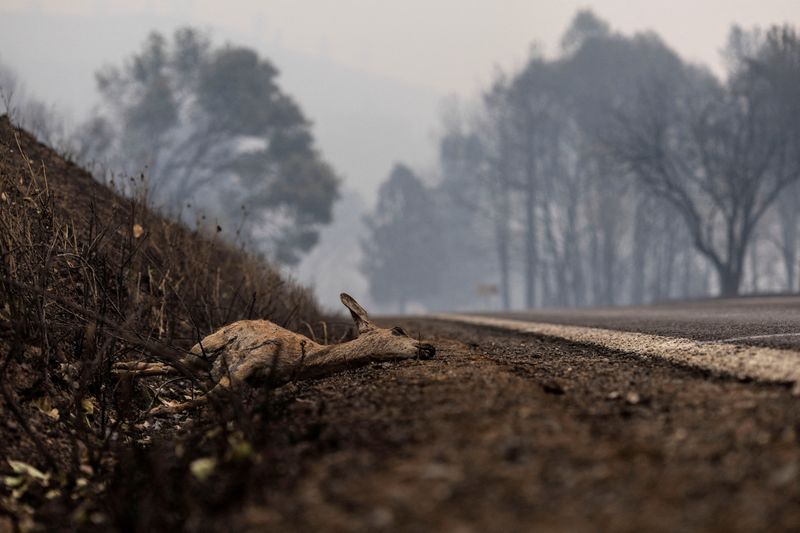 &copy; Reuters. غزال نافق على جانب الطريق بعد أن اجتاح حريق ماكيني منطقة قريبة من يريكا بولاية كاليفورنيا في الولايات المتحدة يوم الاثنين. تصوير: كارلوس بار