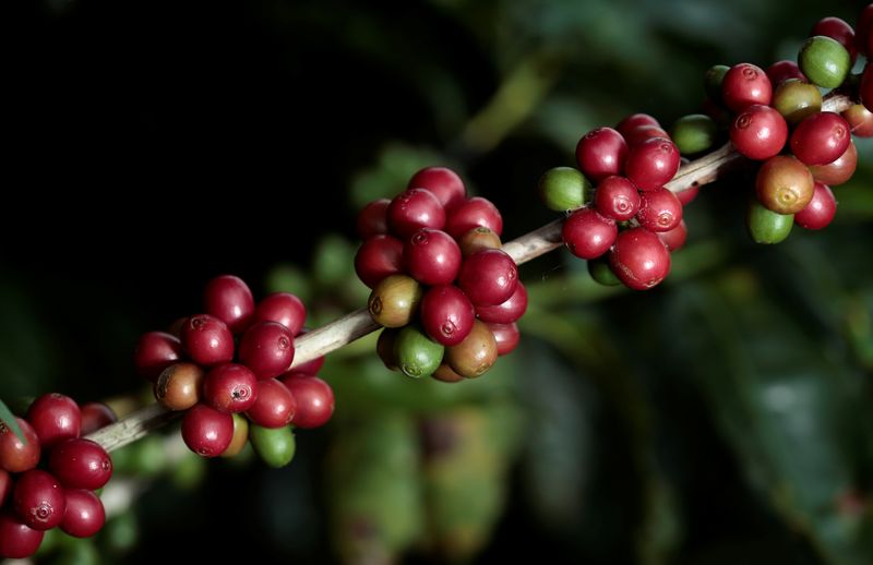 © Reuters. Grãos de café maduros na plantação de café Doka em Sabanilla de Alajuela, na Costa Rica
03/08/2022
REUTERS/Juan Carlos Ulate