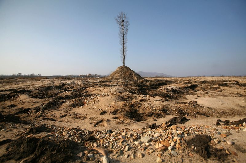 &copy; Reuters. FOTO DE ARCHIVO. Un árbol se encuentra en el lecho seco del río Ai en Dandong, provincia de Liaoning, China. 27 de noviembre de 2009. REUTERS/Jacky Chen