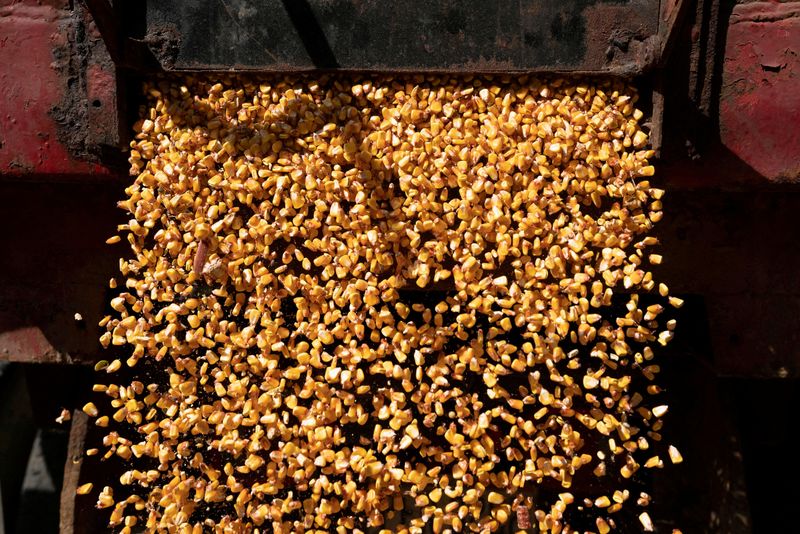 &copy; Reuters. FILE PHOTO: A load of corn is poured from a truck into a grain silo on a family farm in Ravenna, Ohio, U.S., October 11, 2021.  REUTERS/Dane Rhys/