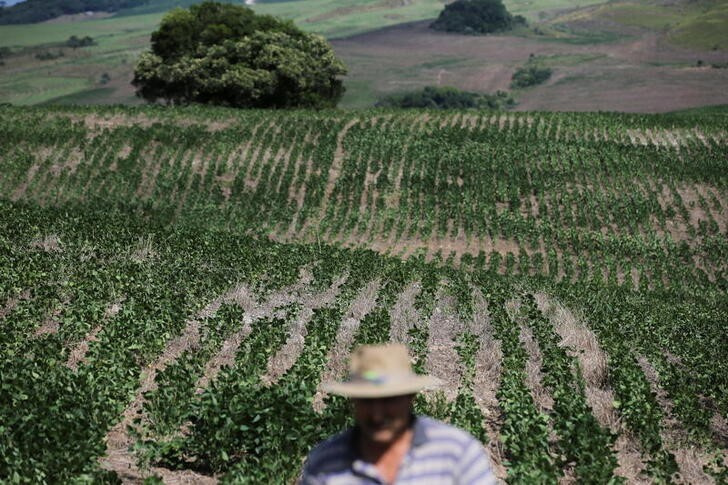 &copy; Reuters. IMAGEN DE ARCHIVO. Una plantación de soja cuando era afectada por una sequí, en Soledade, Río Grande Do Sul, Brasil. Enero 8, 2022. REUTERS/Diego Vara