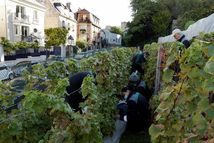 &copy; Reuters. 　８月９日、フランス農業省は、２０２２年の同国のワイン生産量は４２６０万─４５６０万ヘクトリットルとなり、霜による被害が出た前年から１３─２１％増加するとの見通しを示した
