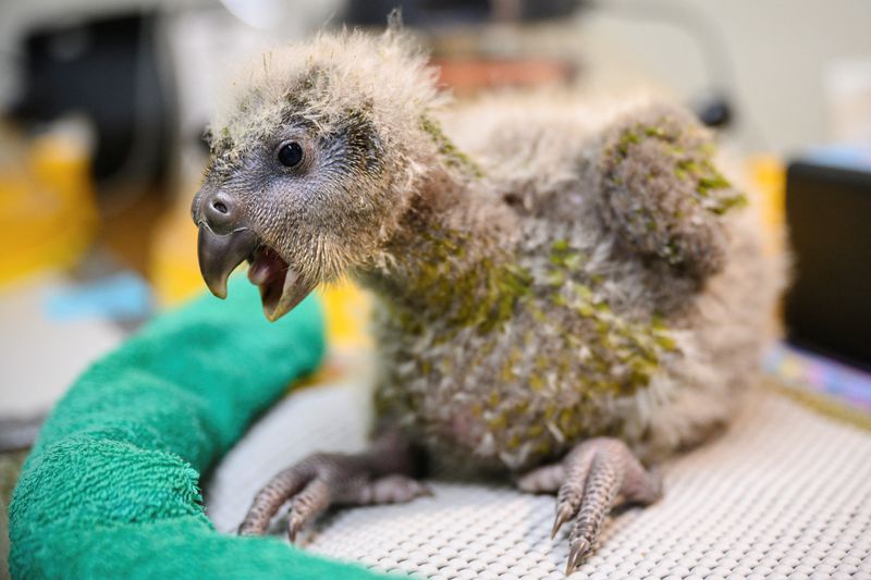 &copy; Reuters. La population de kakapo, un perroquet de Nouvelle-Zélande (photo) menacé d'extinction, a augmenté de 25% l'année dernière pour atteindre 252 oiseaux, grâce à une bonne saison de reproduction et au succès de l'insémination artificielle, a indiqué