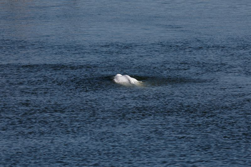 &copy; Reuters. Baleia beluga nada no rio Sena, na França
08/08/2022 REUTERS/Benoit Tessier