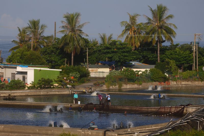 Taiwan fishing community casting for fresh markets after China ban