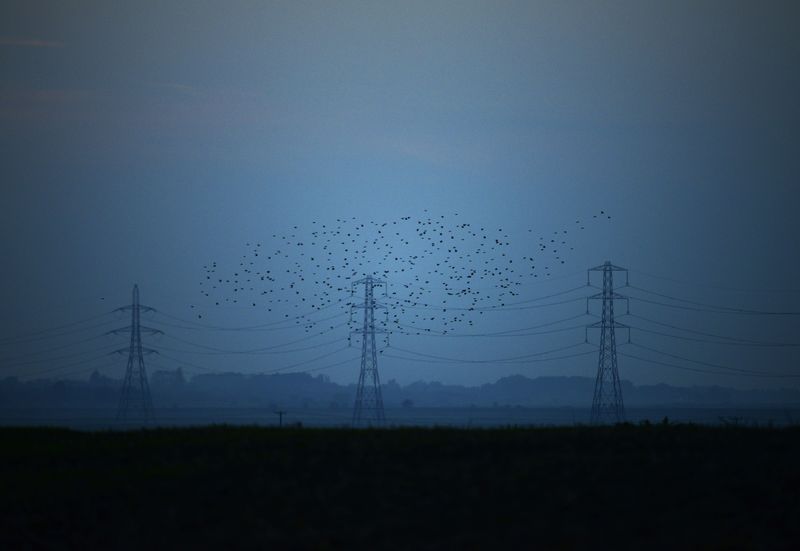&copy; Reuters. FILE PHOTO: Migrating starlings fly at dusk past electricity pylons silhouetted by the sunset of a clear autumn evening in the Kent countryside,  in Graveney, Britain, October 26, 2015.    REUTERS/Dylan Martinez  