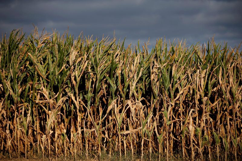 &copy; Reuters. FOTO DE ARCHIVO: Un campo de maíz en Schnersheim, cerca de Estrasburgo, Francia. 13 de septiembre de 2019. REUTERS/Vincent Kessler/