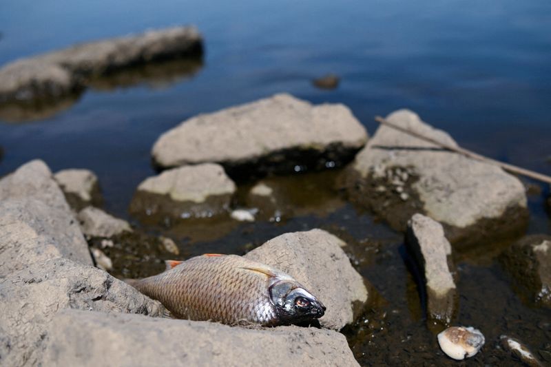 &copy; Reuters. Le gouvernement polonais s'est engagé à enquêter sur une possible contamination après que des tonnes de poissons morts ont été repêchés du fleuve Oder, qui coule le long d'une partie de la frontière polonaise avec l'Allemagne. /Photo prise le 11 