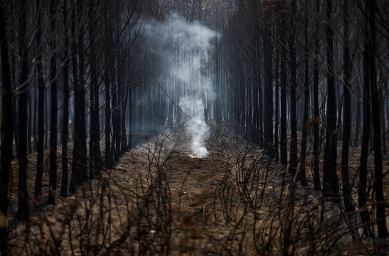 &copy; Reuters. صورة لأشجار وحشائش تفحمت بفعل حرائق الغابات الآخذة في الانتشار بمنطقة جيروند جنوب غربي فرنسا يوم الخميس. تصوير: ستيفان ماه - رويترز 
