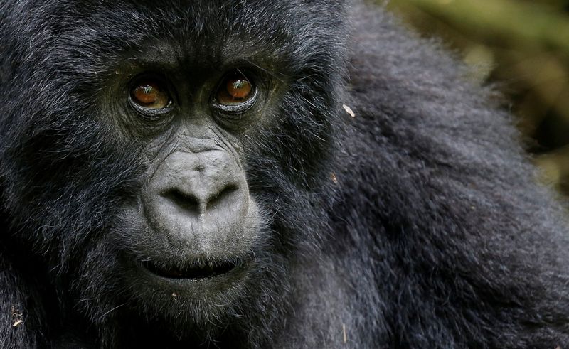 &copy; Reuters. FILE PHOTO: An endangered high mountain gorilla from the Sabyinyo family is seen inside the forest within the Volcanoes National Park near Kinigi, northwestern Rwanda, January 9, 2018. REUTERS/Thomas Mukoya/File Photo