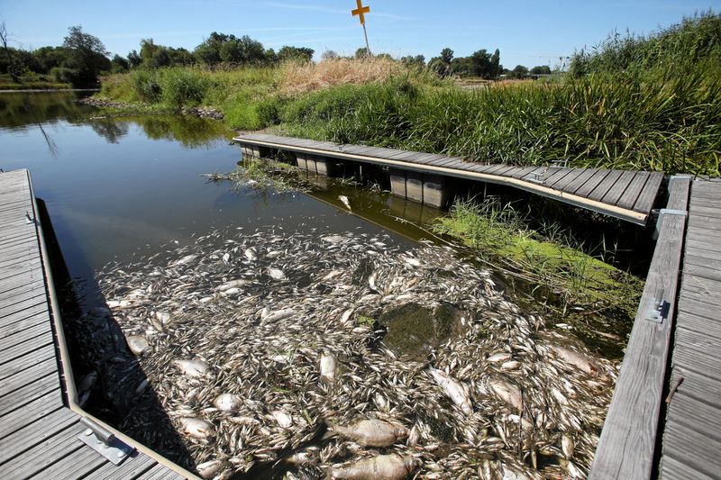 Alemania y Polonia buscan la causa de la muerte masiva de peces en el río Oder