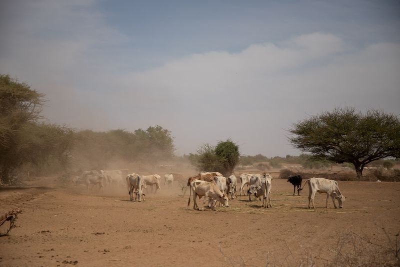 &copy; Reuters. FOTO DE ARCHIVO: Un grupo de vacas afectadas por la sequía en un campo del distrito de Adadle, en la Región Somalí de Etiopía, en esta foto sin fechar. Michael Tewelde/Programa Mundial de Alimentos/Cedida a través de REUTERS